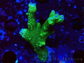 WYSIWYG- Montipora digitata vert 1N6
