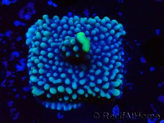 WYSIWYG Montipora undata