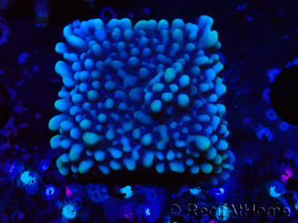 WYSIWYG Montipora undata