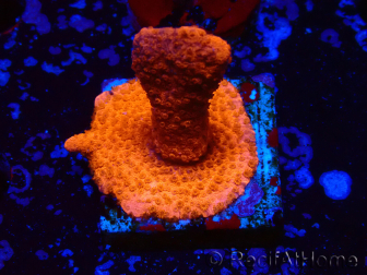 WYSIWYG montipora roja crece roja