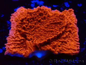WYSIWYG Montipora Meseta Roja