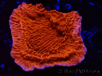 WYSIWYG Montipora Plateau Rouge 1P5