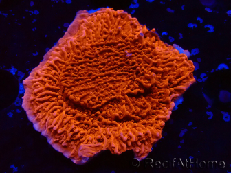 WYSIWYG Montipora Plateau Rosso