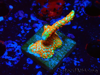 WYSIWYG Montipora Fire Forest 1Q1
