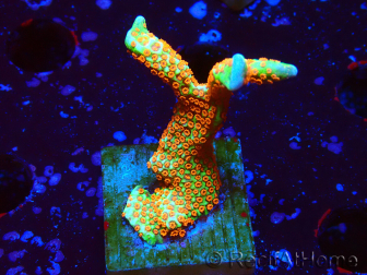 WYSIWYG Montipora Fire Forest