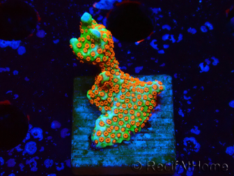 WYSIWYG Montipora Fire Forest 1Q3