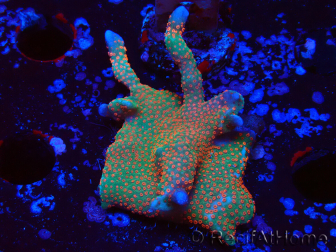 WYSIWYG Montipora digitata
