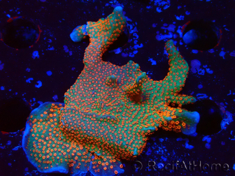 WYSIWYG Montipora digitata