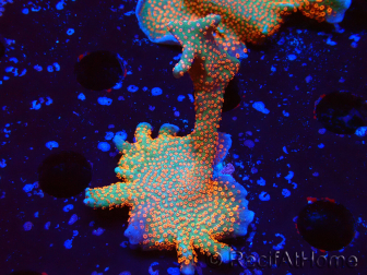 WYSIWYG Montipora digitata