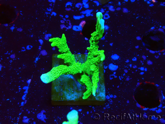 WYSIWYG Montipora stellata