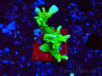 WYSIWYG Montipora stellata 1S4
