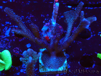 WYSIWYG Montipora Polype Violet 1U1