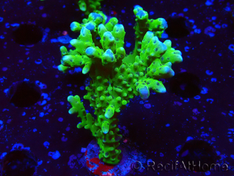 WYSIWYG - BR Green Goblin Anacropora