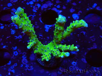 WYSIWYG - BR Green Goblin Anacropora 1V6