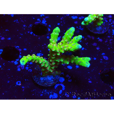 WYSIWYG - AK Goldenrod Anacropora