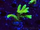 WYSIWYG - AK Goldenrod Anacropora