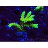 WYSIWYG - AK Goldenrod Anacropora