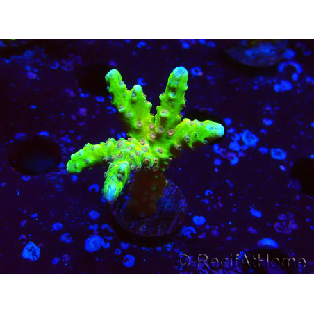 WYSIWYG - AK Goldenrod Anacropora