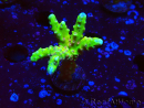 WYSIWYG - AK Goldenrod Anacropora