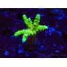 WYSIWYG - AK Goldenrod Anacropora