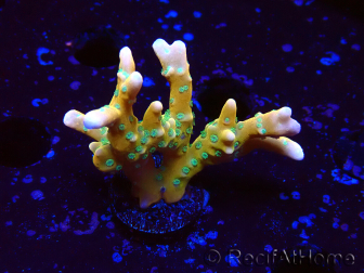 WYSIWYG - MH Tropicana Anacropora