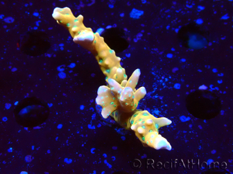 WYSIWYG - MH Tropicana Anacropora