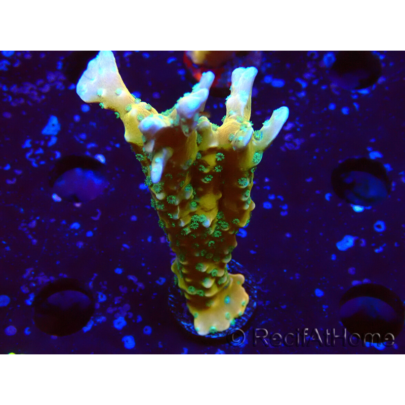 WYSIWYG - MH Tropicana Anacropora