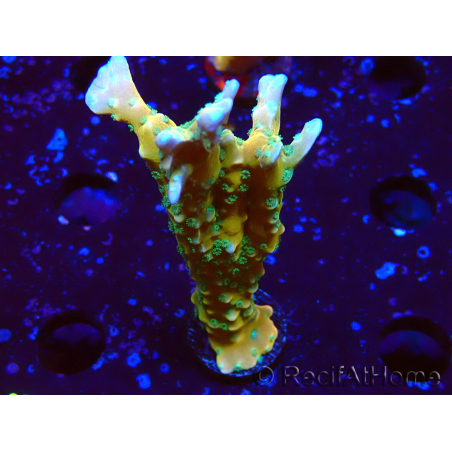 WYSIWYG - MH Tropicana Anacropora