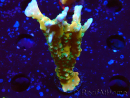 WYSIWYG - MH Tropicana Anacropora