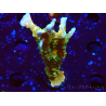 WYSIWYG - MH Tropicana Anacropora