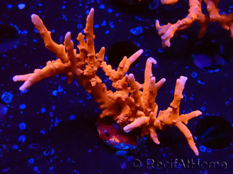 WYSIWYG - JF TNT Anacropora 1Y5