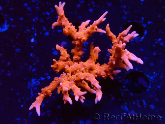 WYSIWYG - JF TNT Anacropora