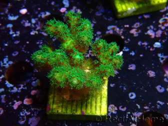 WYSIWYG Pocillopora damicornis amarillo verde