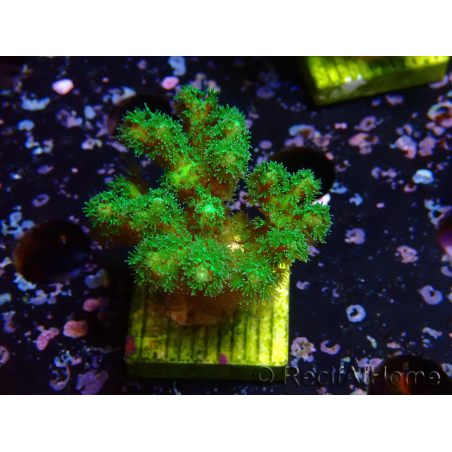 WYSIWYG Pocillopora damicornis giallo verde