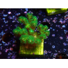 WYSIWYG Pocillopora damicornis jaune vert