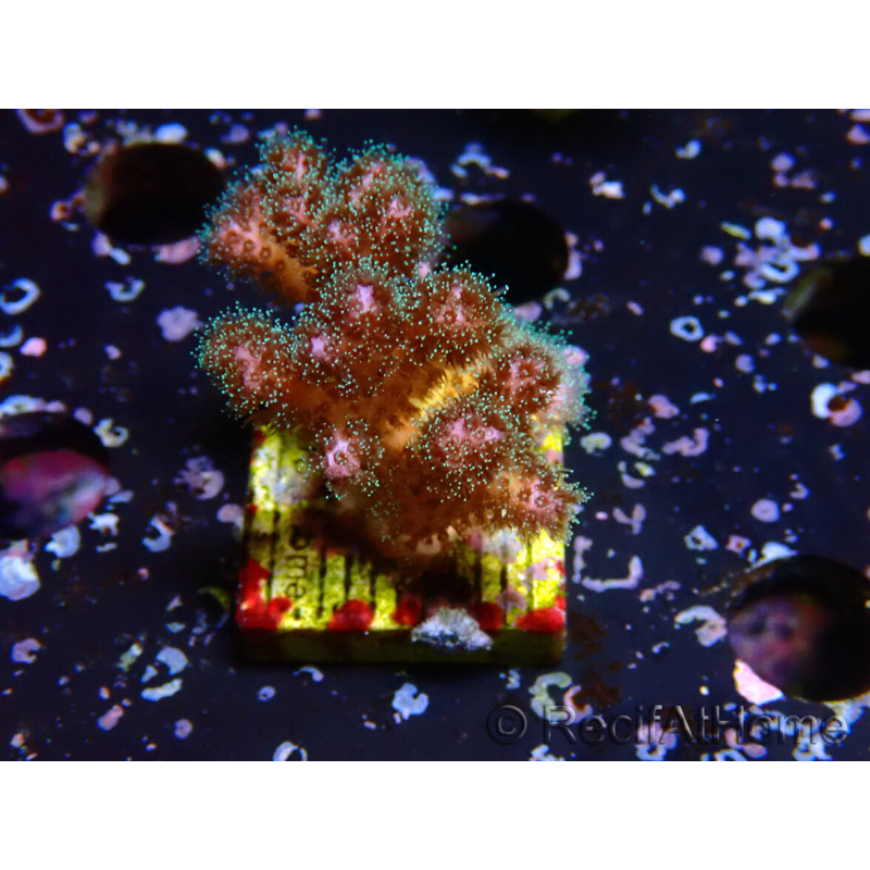 WYSIWYG Pocillopora damicornis rosa