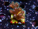WYSIWYG Pocillopora damicornis rosa