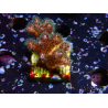 WYSIWYG Pocillopora damicornis rosa
