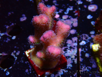 WYSIWYG Stylophora pistillata Pink 1F1