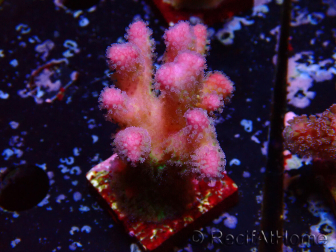 WYSIWYG Stylophora pistillata Pink 1F2