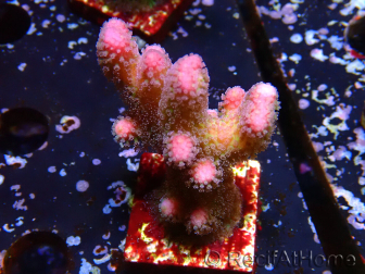 WYSIWYG Stylophora pistillata Pink 1F3