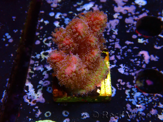 WYSIWYG - Stylophora Cespuglio Rosa e Verde