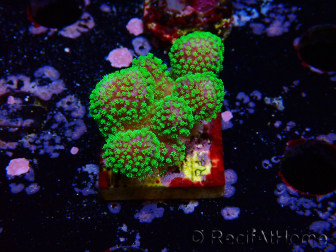 WYSIWYG Stylophora Rosa pólipos verde flúor