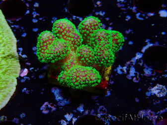 WYSIWYG Stylophora Rosa polipi verde fluorescente