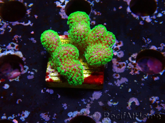 WYSIWYG Stylophora Rosa pólipos verde flúor