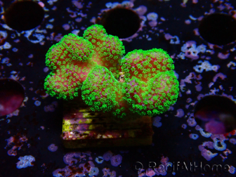 WYSIWYG Stylophora Rosa polipi verde fluorescente