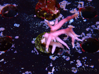 WYSIWYG Seriatopora histrix rose 1J1