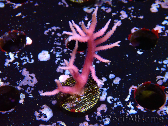 WYSIWYG Seriatopora histrix rose 1J2