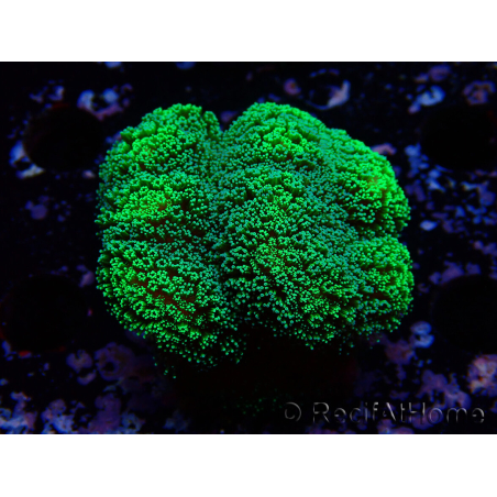 WYSIWYG Stylophora Green Fluo