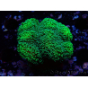 WYSIWYG Stylophora Grün Fluo